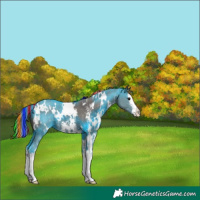 Horse Color:Painted White Spotted Grullo Sabino Splash Varnish