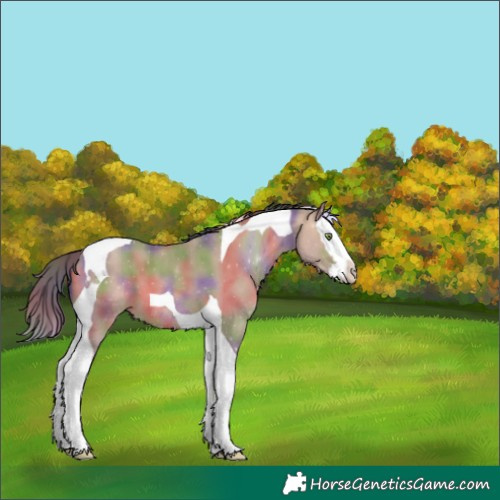 Horse Color:Nacre Sable Champagne Dun Splash Tobiano 