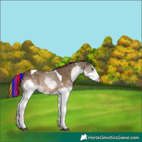Horse Color:Painted Liver Chestnut Splash Tobiano