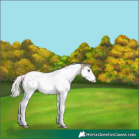 Horse Color:Nacre Silver Brown Dun Splash Tobiano Appaloosa