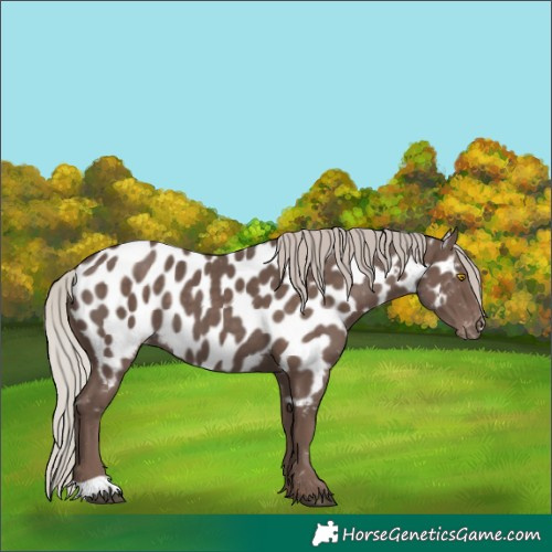 Horse Color:Silver Black Appaloosa 