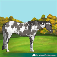 Horse Color:White Spotted Grullo Varnish 