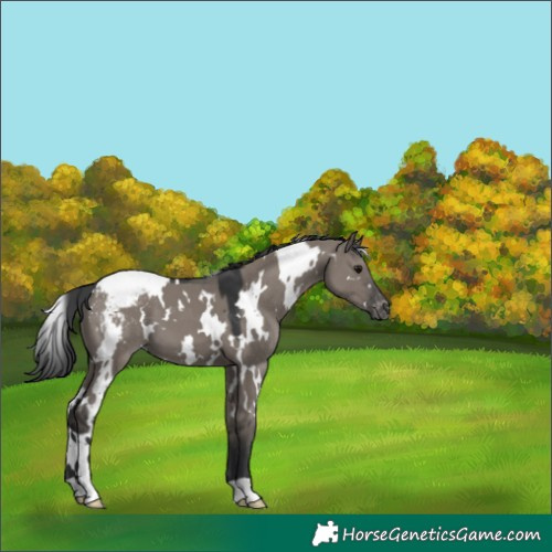 Horse Color:White Spotted Grullo Varnish 