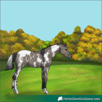 Horse Color:White Spotted Grullo Appaloosa 