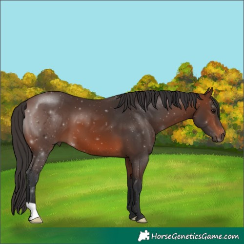 Horse Color:Brown 