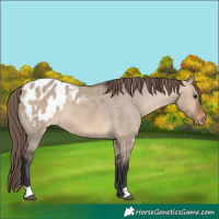 Horse Color:Brown Dun Appaloosa 