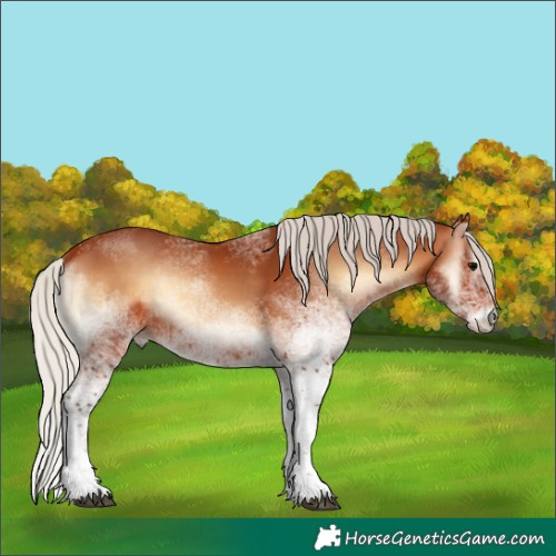 Horse Color:White Spotted Silver Bay Onyx Tobiano Rabicano 