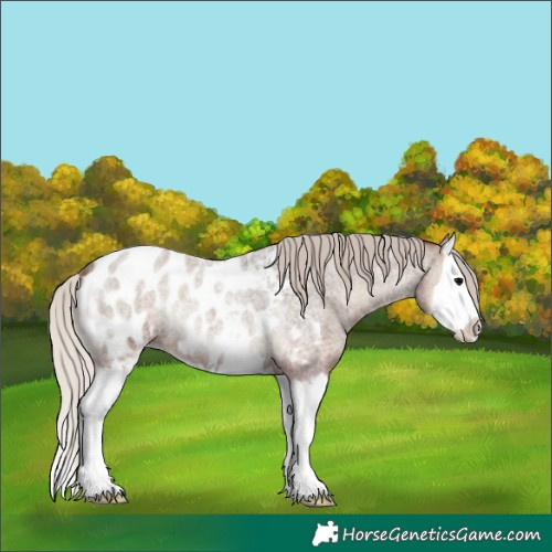 Horse Color:Silver Blue Onyx Roan Splash Near Leopard 