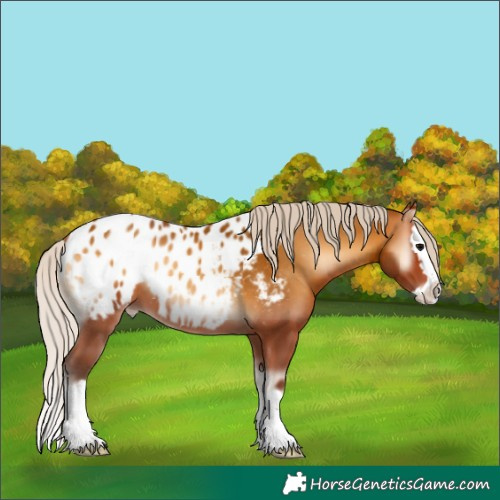 Horse Color:Silver Bay Onyx Splash Near Leopard 