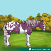 Horse Color:Silver Brown Dun Tobiano Blanket 