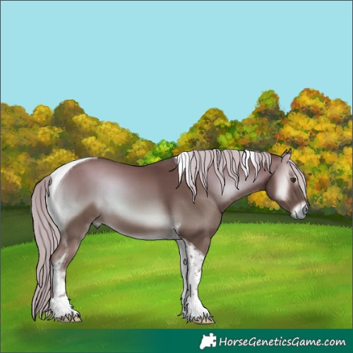 Horse Color:Chocolate Palomino Onyx Tobiano 