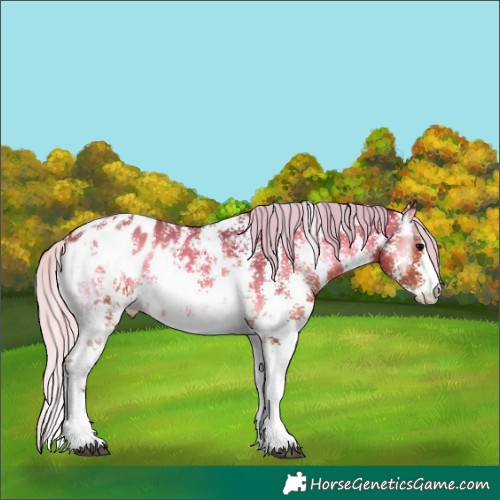 Horse Color:Silver Brown Onyx Sabino Appaloosa 