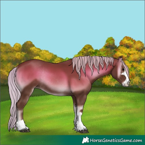 Horse Color:Silver Blue Onyx Rabicano 