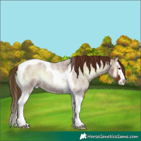 Horse Color:Red Onyx Roan Splash Tobiano 
