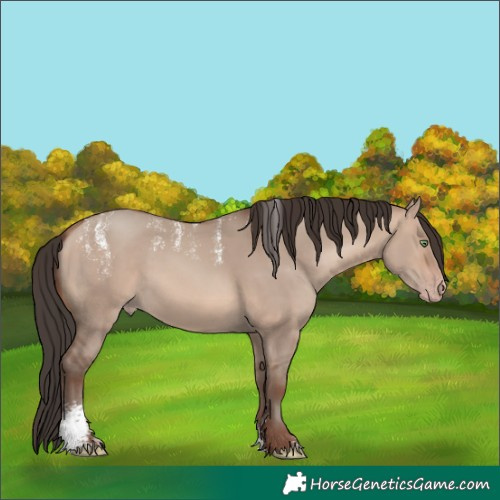 Horse Color:Unknown 