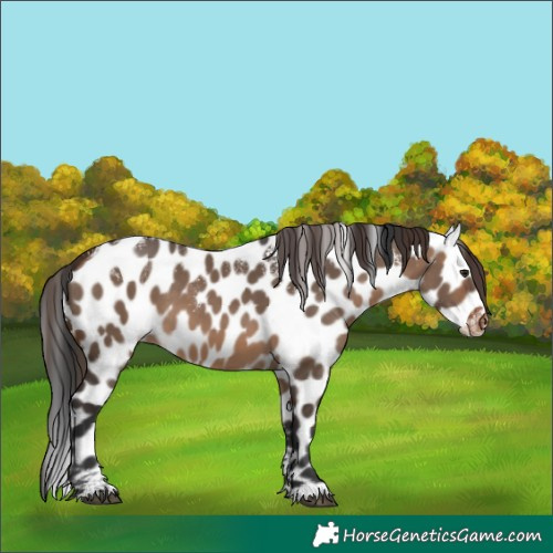 Horse Color:Powder White Brown Dun Appaloosa 