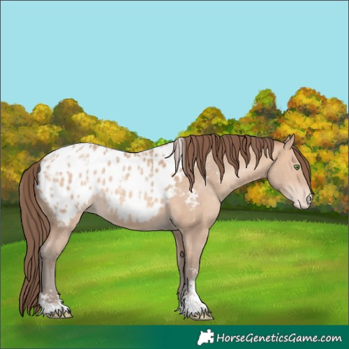 Horse Color:Powder White Amber Champagne Appaloosa 