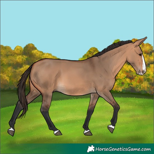 Horse Color:Bay Dun Splash 