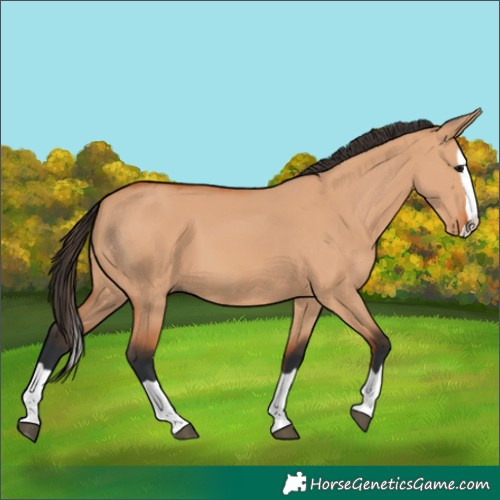 Horse Color:Bay Dun Splash 