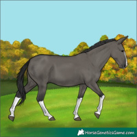 Horse Color:Grullo Splash