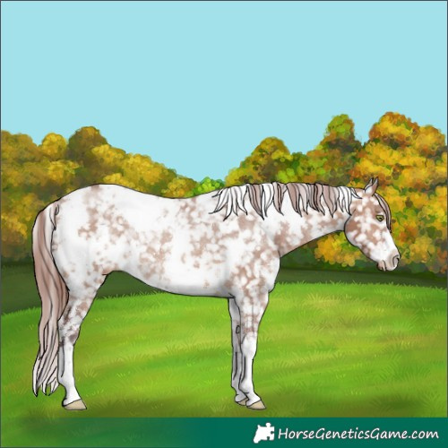 Horse Color:White Spotted Chocolate Brown Dun Snowflake VarnishRabicano 