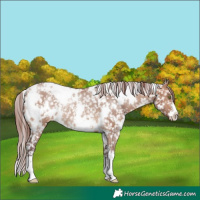 Horse Color:White Spotted Chocolate Brown Dun Appaloosa Rabicano 