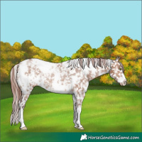 Horse Color:White Spotted Chocolate Brown Dun Snowflake VarnishRabicano 