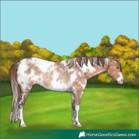 Horse Color:White Spotted Chocolate Brown Dun Appaloosa Rabicano