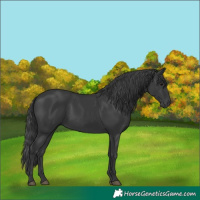 Horse Color:Black 