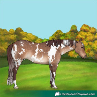 Horse Color:White Spotted Chocolate Brown Dun 
