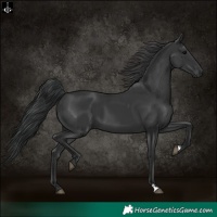 Horse Color:Black 