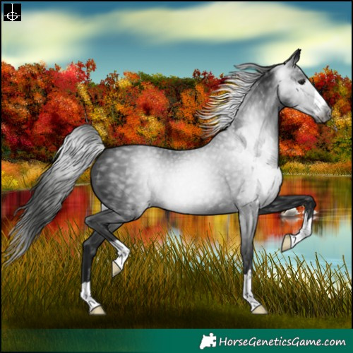 Horse Color:Gray Black 