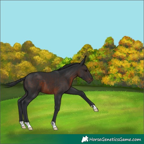 Horse Color:Brown 