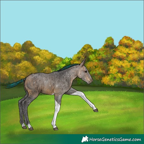 Horse Color:Painted Buckskin Ice Tobiano Rabicano 