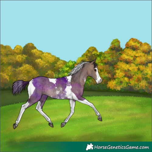 Horse Color:Brown Dun Sabino Splash Tobiano Rabicano 