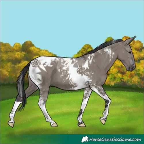 Horse Color:Grullo Tobiano 