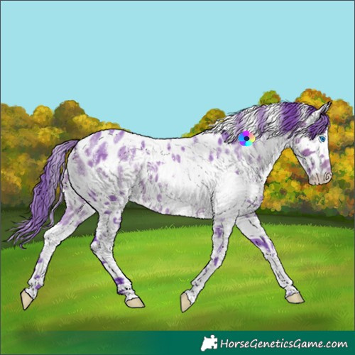 Horse Color:Watercolor White Spotted Buckskin Splash Appaloosa 