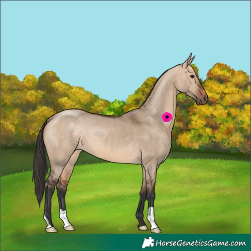 Horse Color:Bay Dun 