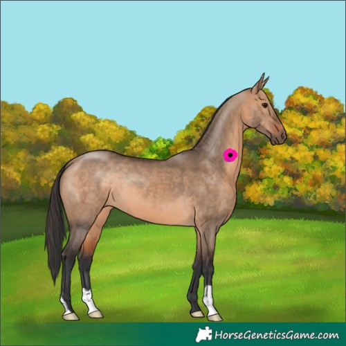 Horse Color:Bay Dun 