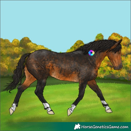 Horse Color:Gray Buckskin 