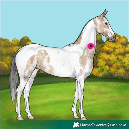 Horse Color:Gray Liver Red Dun Sabino Tobiano 