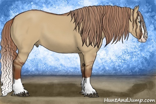 Horse Color:Red Dun Splash
