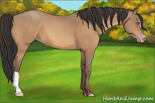 Horse Color:Amber Champagne