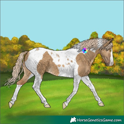 Horse Color:Chocolate Palomino Dun Tobiano 