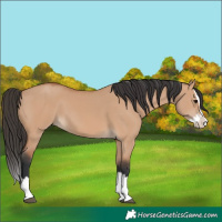Horse Color:Bay Dun Splash 