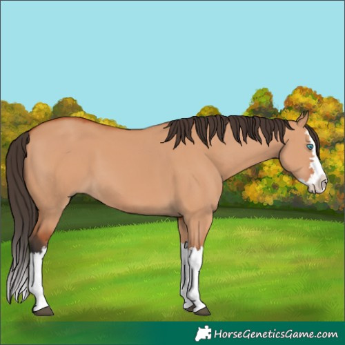 Horse Color:Bay Dun Splash 