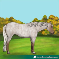 Horse Color:Unknown 