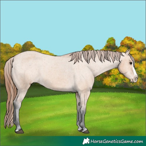 Horse Color:Bay Dun Splash Appaloosa 