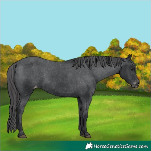 Horse Color:Black Appaloosa 