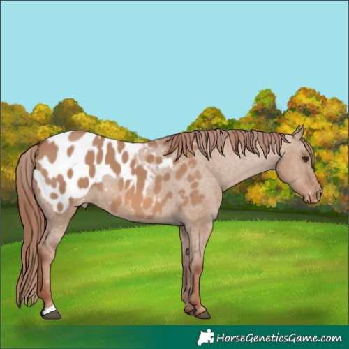 Horse Color:Red Dun Appaloosa 